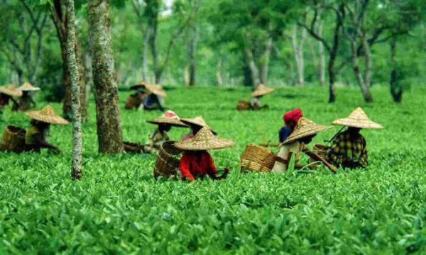 Tea production