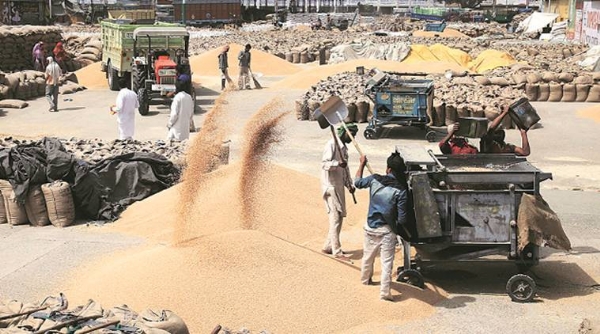 Wheat procurement Punjab