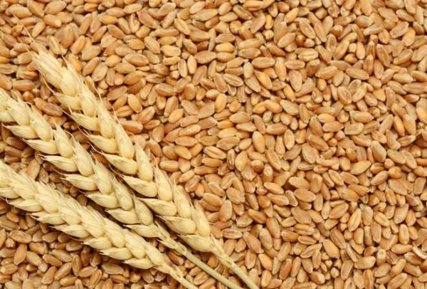 Wheat production