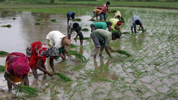 Rice Export Ban