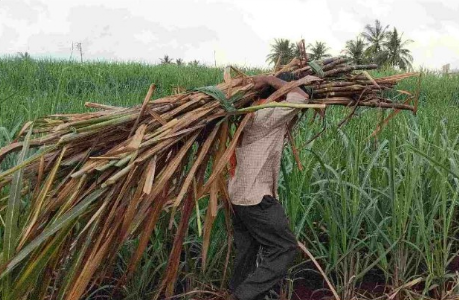 sugarcane FRP amid farmers' protest
